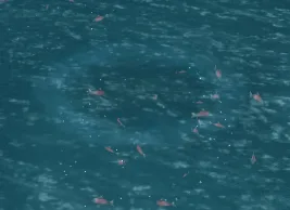 a school of fish